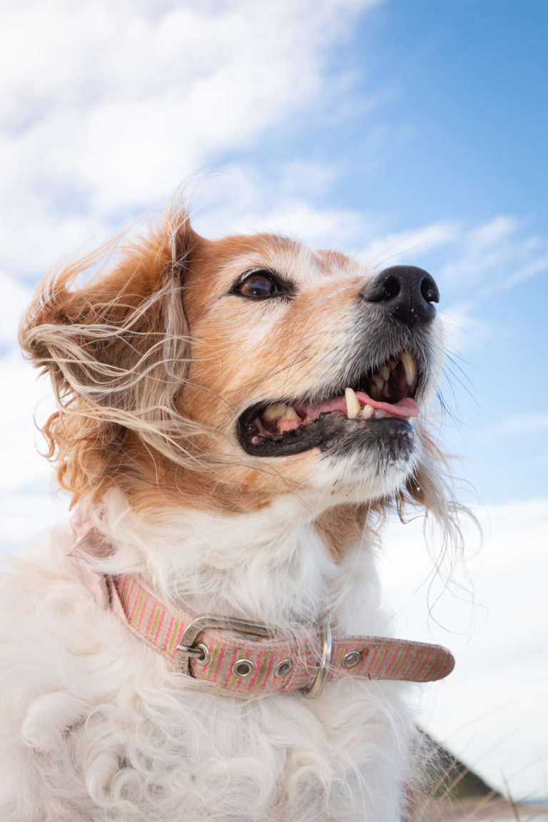 Ulmenrinde für meinen Hund Dosierung, Anwendungsbereiche